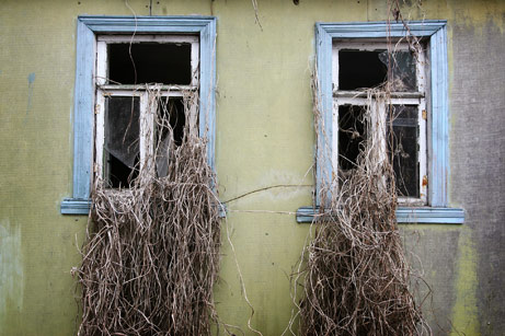 野生的藤蔓攀入一所荒廢房子的窗口，這房子位於已經關閉的切爾諾貝爾核電廠附近。 在切爾諾貝爾事故之後，超過300,000 人在80年代後期撤離或遷徒。(照片來源︰國家地理新聞，2006)