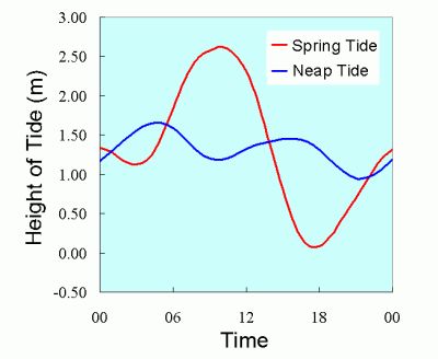 The water level in spring and neap tides