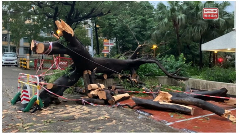 A tree was blown down at Tung Tau Estate, Wong Tai Sin during the passage of Kompasu on 13 October 2021 (Courtesy of Radio Television Hong Kong)