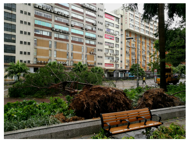 Fallen trees at Cheung Sha Wan Road near Lai Chi Kok (photo courtesy of Kit Lo from Community Weather Observation Scheme).