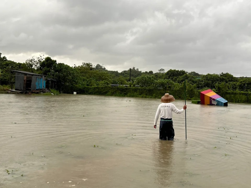受樺加沙的大雨影響，元朗有向日葵花田被淹浸。(網上圖片)