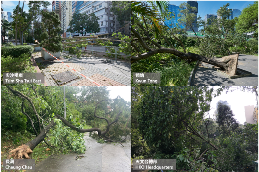 蘇拉襲港期間，本港多處有樹木倒塌。(鳴謝相片來源：李子祥博士及 Dr. Martin Williams (左下相片))