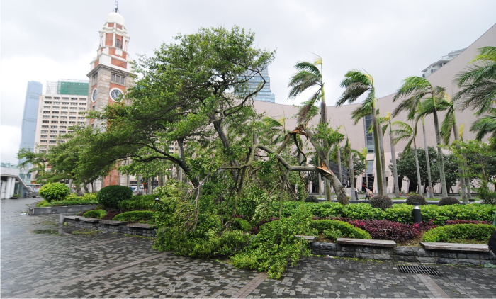 Trees blown down in Tsim Sha Tsui during the passage of Severe typhoon Vicente (photo courtesy of Sing Pao)