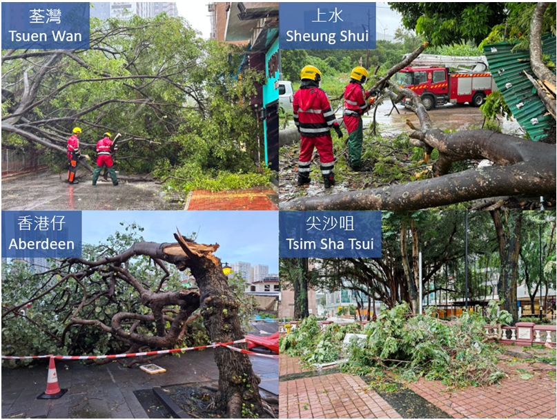 The passage of Wipha resulted in fallen trees in many parts of Hong Kong. (Courtesy of Fire Services Department (top left and right), 張銘輝/CWOS (bottom left) and Dr. T. C. Lee (bottom right))