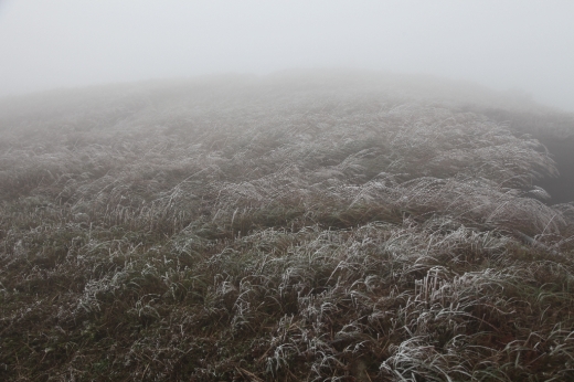 Grass covered with frost at Tai Mo Shan, 16 December 2010