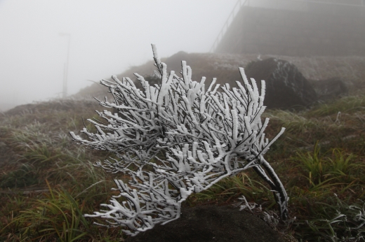 Frost on plants at Tai Mo Shan, 16 December 2010