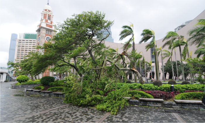 Trees blown down in Tsim Sha Tsui during the passage of Severe Typhoon Vicente