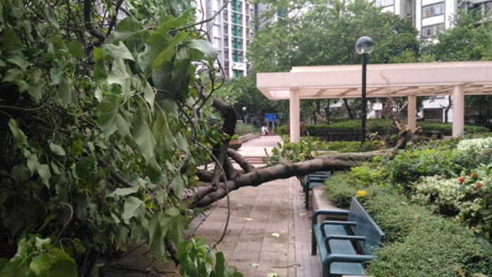 Tree blown down near Lei King Wan in Sai Wan Ho during the passage of Nida. (Photo courtesy of Huey Pang)