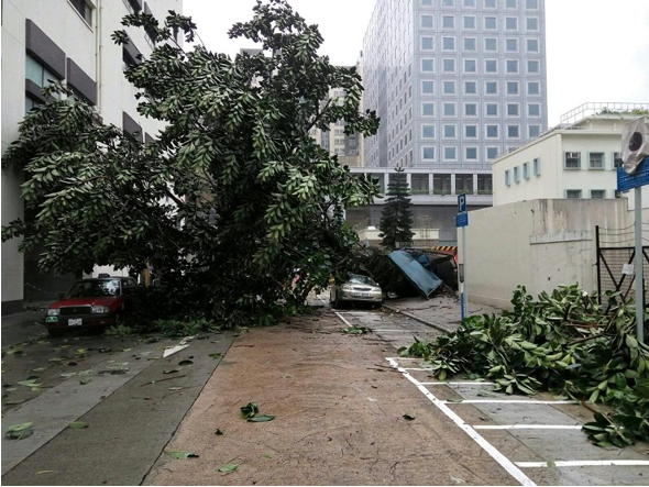 Trees blown down near Lai Chi Kok Fire Station. (Photo provided by member of the public)