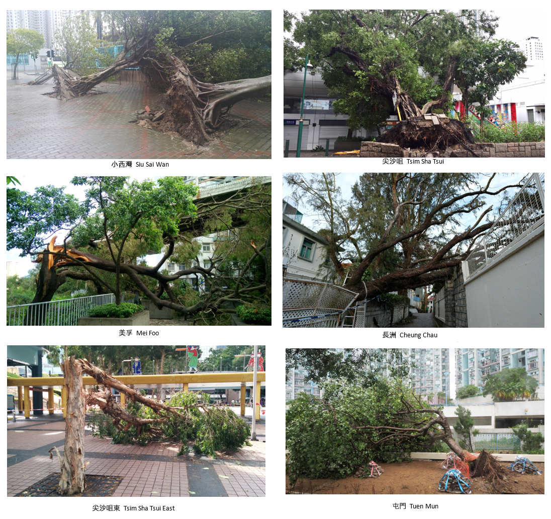 The passage of Hato resulted in fallen trees in many parts of the territory. (Photos courtesy of Emile Ho, W.O. Wong and Y. K. Chow from Community Weather Observation Scheme, David Grund, W. Kong, and T. C. Lee).