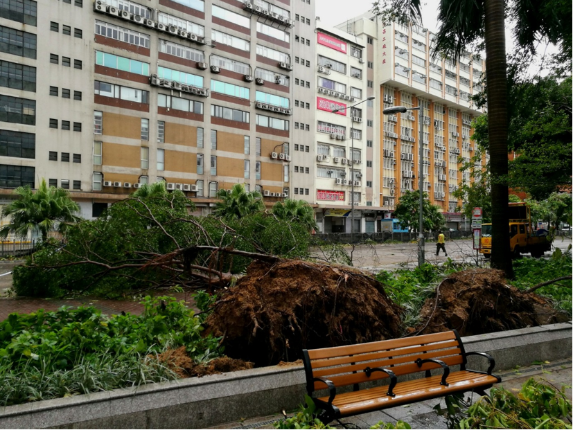 Fallen trees at Cheung Sha Wan Road near Lai Chi Kok. (photo courtesy of Kit Lo from Community Weather Observation Scheme)