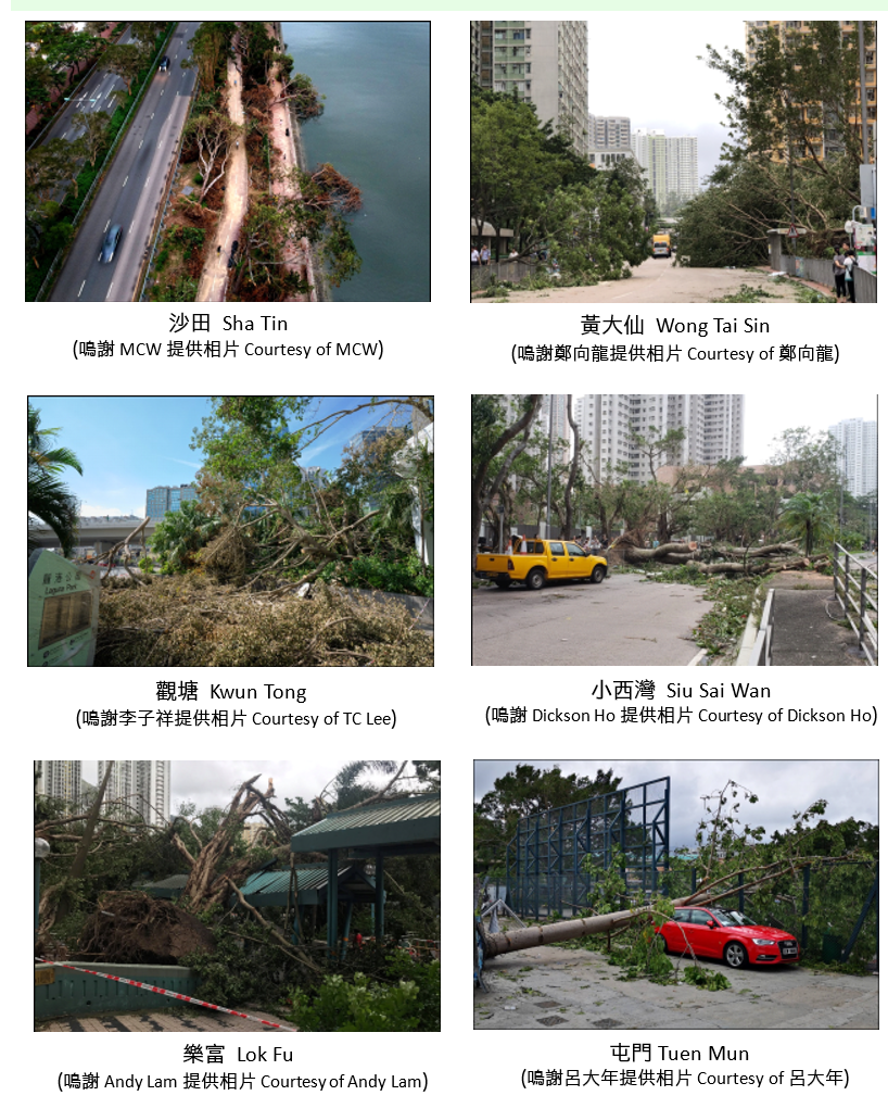 The passage of Mangkhut resulted in fallen trees in many parts of the territory.
