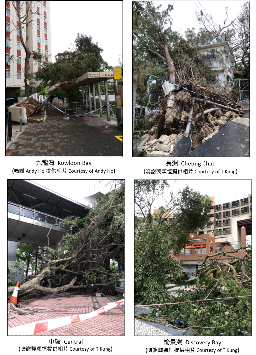 The passage of Mangkhut resulted in fallen trees in many parts of the territory.