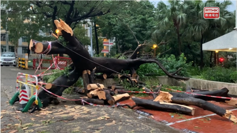 A tree was blown down at Tung Tau Estate, Wong Tai Sin during the passage of Kompasu on 13 October 2021