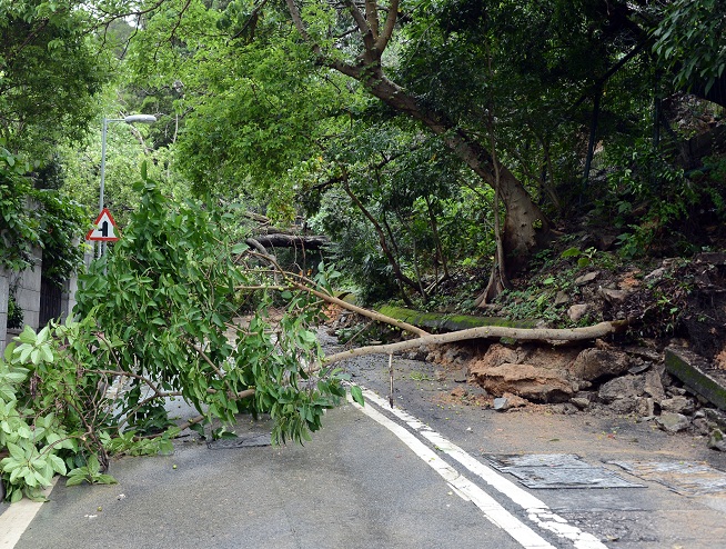 Trees beside Shouson Hill Road collapsed on the morning of 12 May 2014 (Courtesy of Sing Tao Daily)