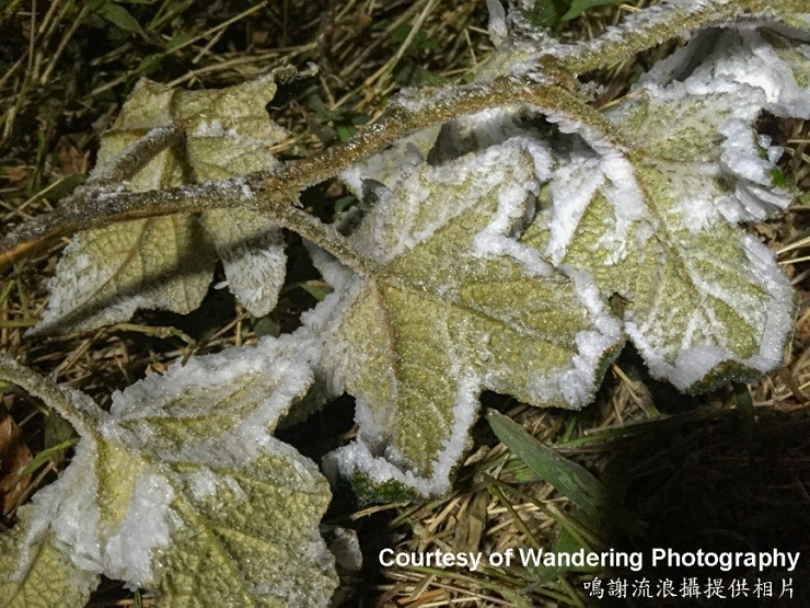 Frost at Tai Mo Shan on 23 January 2016