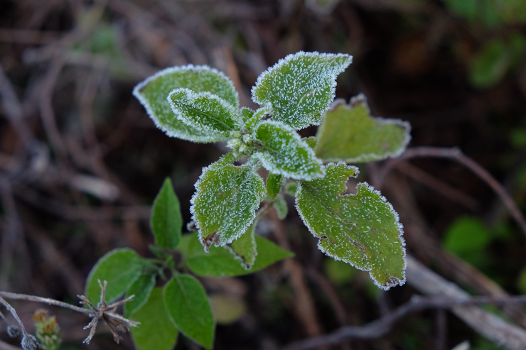 Plants coated with frost in Hok Tau on the morning of 8 February 2016