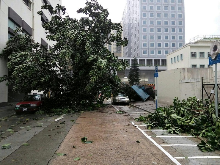 Tree blown down near Lai Chi Kok Fire Station during the passage of Haima