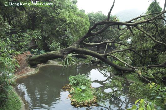 圖一 2005年5月9日嘉道理農場暨植物園一棵直徑超過80厘米的樹被狂風連根拔起。(鳴謝嘉道理農場暨植物園提供協助拍攝)
