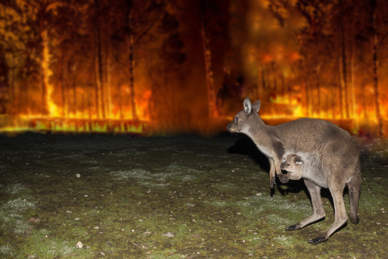 Figure 3.  Wildfires devastating ecosystems.