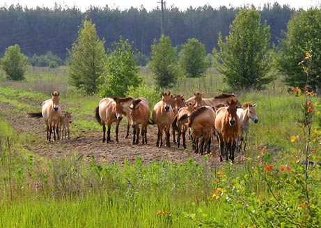 一團Przewalski馬群正在烏克蘭的切爾諾貝爾「隔離區」內漫遊，這些小馬曾經出沒在蒙古草原多處地方，但是打獵和缺乏居所引至這物種在荒野中滅絕。(照片來源︰國家地理新聞，2006)