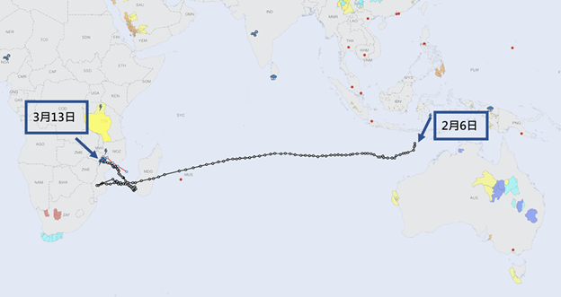 圖一	 截至協調世界時2023年3月13日12時的弗雷迪移動路徑，過往路徑以黑線表示，而當時的預測路徑則以紅線表示 。（來源：世界氣象組織惡劣天氣信息中心網站 （SWIC 2.0）[2] ）