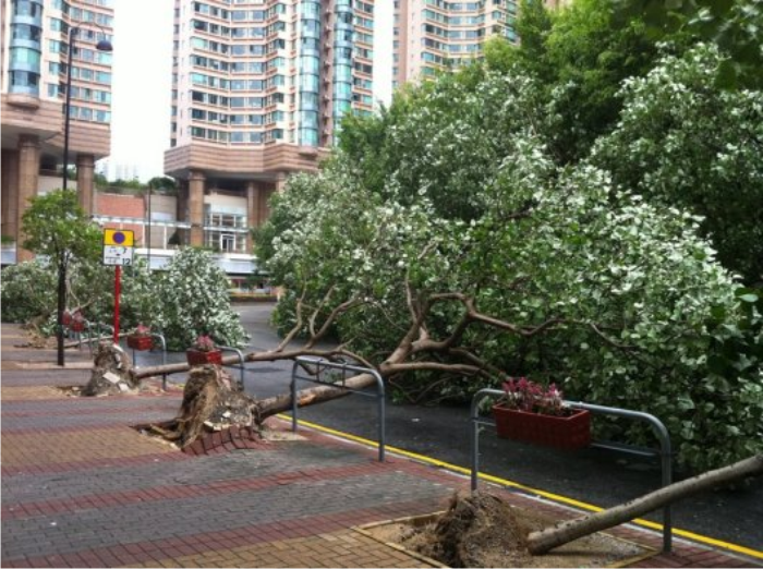 在強颱風韋森特吹襲香港期間，奧海城附近的樹木被吹倒。
 (相片由 Ms. Carly Tse 提供)
