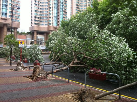 在強颱風韋森特吹襲香港期間，奧海城附近的樹木被吹倒 。(相片由 Ms Carly Tse 提供)