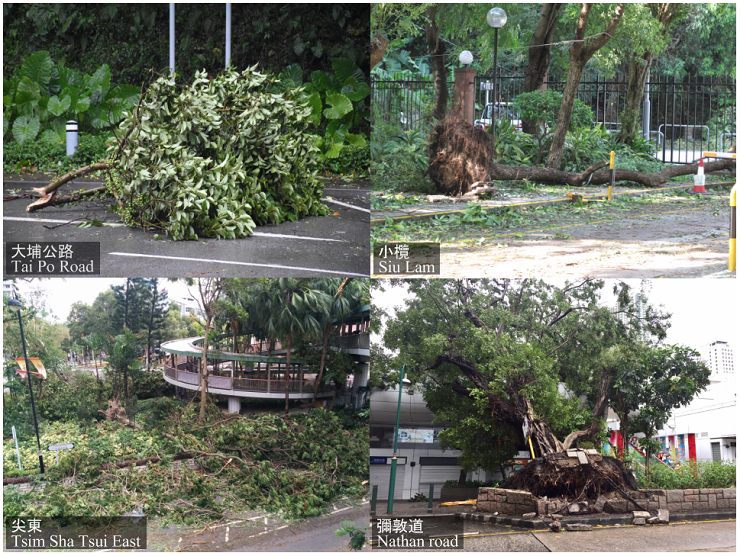 天鸽袭港期间本港多处有树木倒塌